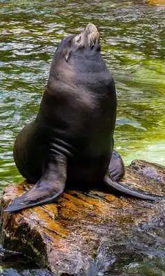 Play Sea Lion Wallpaper