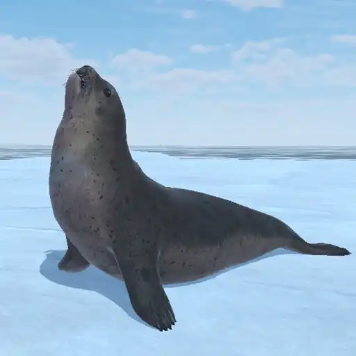 Play Seal Island APK Play Seal Island APK