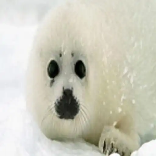 Play Seal Sound APK Play Seal Sound APK