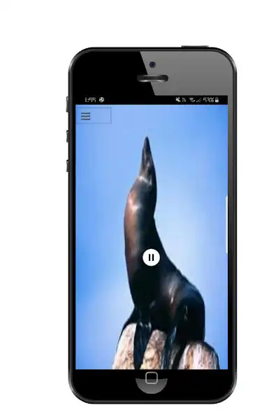 Play Seal Sound  and enjoy Seal Sound with UptoPlay
