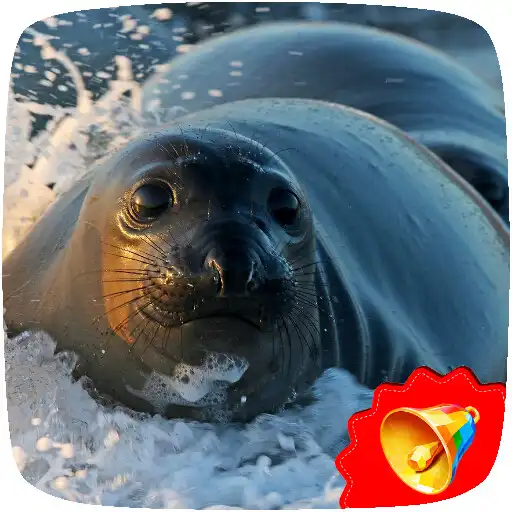 Play Seal Sounds APK Play Seal Sounds APK