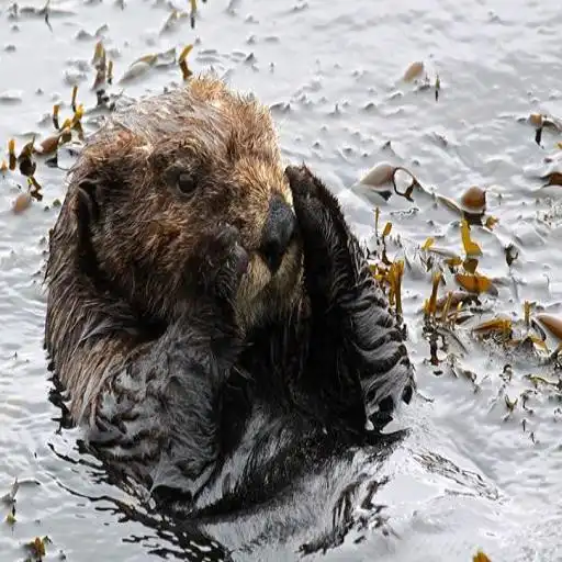 Play Sea Otter Sound APK Play Sea Otter Sound APK