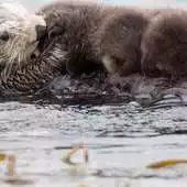 Free play online Sea Otters Wallpaper Images APK Free play online Sea Otters Wallpaper Images APK