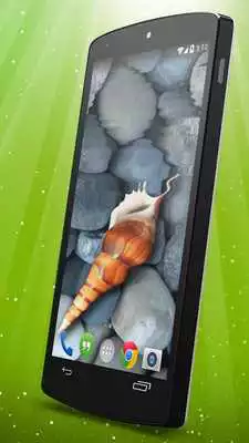 Play Sea Shell Live Wallpaper