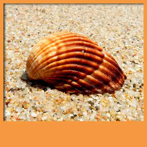 Free play online Seashell Live Wallpapers  APK