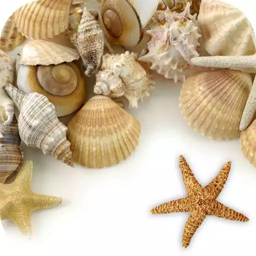 Free play online Sea shells Live Wallpaper APK Free play online Sea shells Live Wallpaper APK