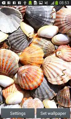 Play Seashells Live Wallpapers