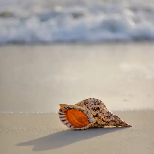 Play Seashell Wallpapers APK