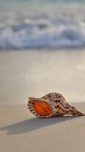 Play Seashell Wallpapers and enjoy Seashell Wallpapers with UptoPlay Play Seashell Wallpapers and enjoy Seashell Wallpapers with UptoPlay