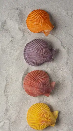 Play Seashell Wallpapers as an online game online Seashell Wallpapers with UptoPlay com.zexica.app.seashell.wallpapers Play Seashell Wallpapers as an online game Seashell Wallpapers with UptoPlay