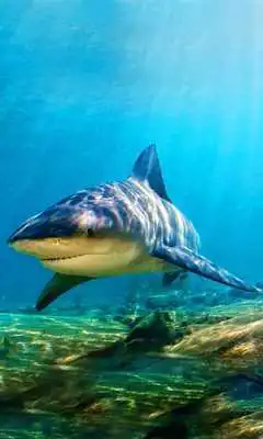 Play Sea Skate fish n Sharks