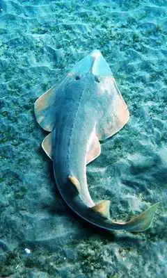 Play Sea Skate fish n Sharks