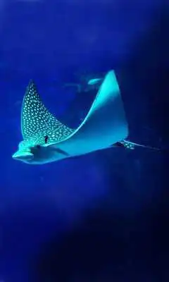 Play Sea Skate fish n Sharks