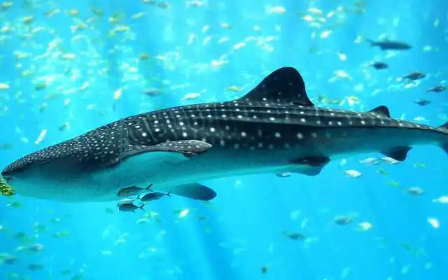 Play Sea Skate fish n Sharks