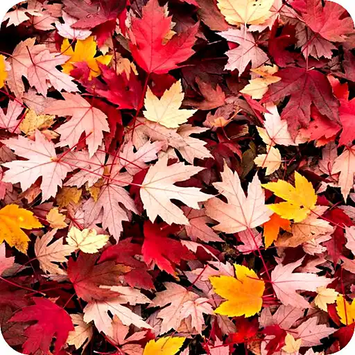 Play Season Aesthetic Wallpaper APK