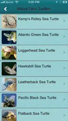 Play Sea Turtle, Inc.