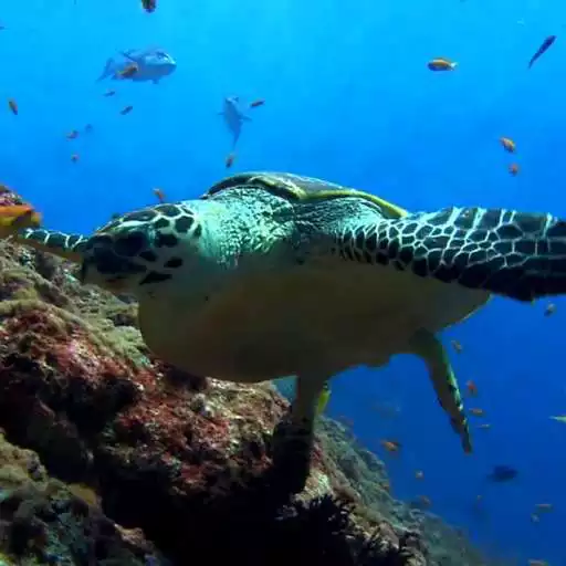 Free play online Sea Turtle Live Wallpaper APK Free play online Sea Turtle Live Wallpaper APK