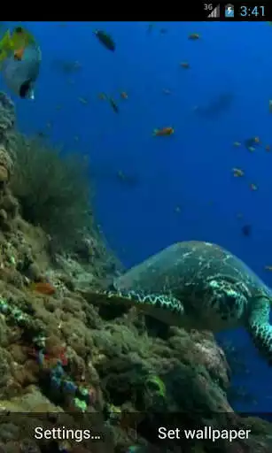 Play Sea Turtle Live Wallpaper