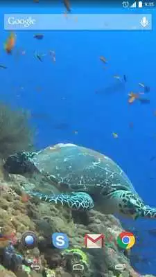 Play Sea Turtle Live Wallpaper