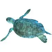 Free play online Seaturtle Sticker APK Free play online Seaturtle Sticker APK