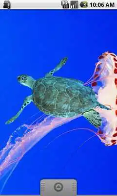 Play Seaturtle Sticker