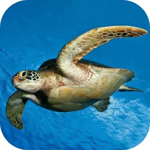 Play Sea Turtle Underwater APK Play Sea Turtle Underwater APK