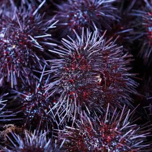 Play Sea Urchin Wallpaper APK