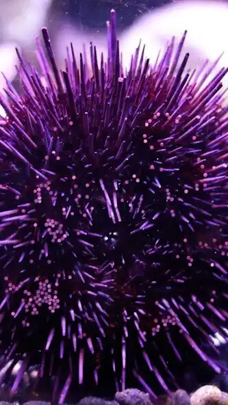 Play Sea Urchin Wallpaper and enjoy Sea Urchin Wallpaper with UptoPlay Play Sea Urchin Wallpaper and enjoy Sea Urchin Wallpaper with UptoPlay