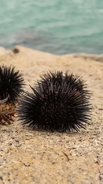 Play Sea Urchin Wallpaper as an online game online Sea Urchin Wallpaper with UptoPlay Play Sea Urchin Wallpaper as an online game Sea Urchin Wallpaper with UptoPlay