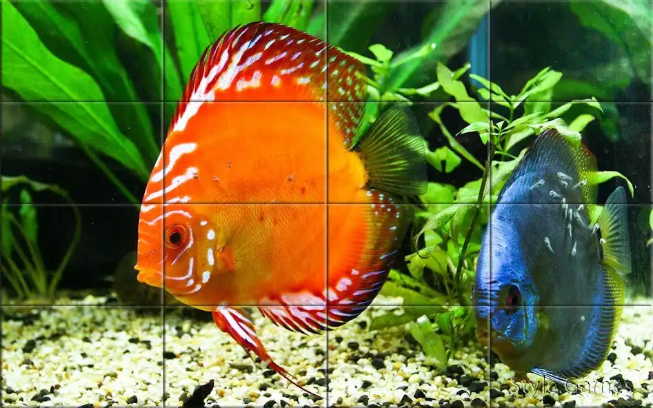 Play Sea world Puzzle as an online game Sea world Puzzle with UptoPlay