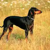 Free play online Segugio Italiano Dogs Themes APK