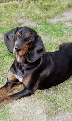 Play Segugio Italiano Dogs Themes