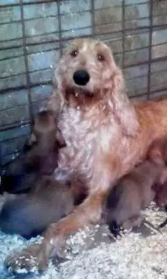 Play Segugio Italiano Dogs Themes