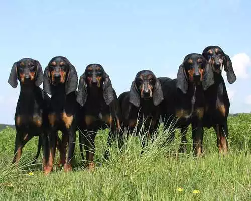 Play Segugio Italiano Dogs Themes