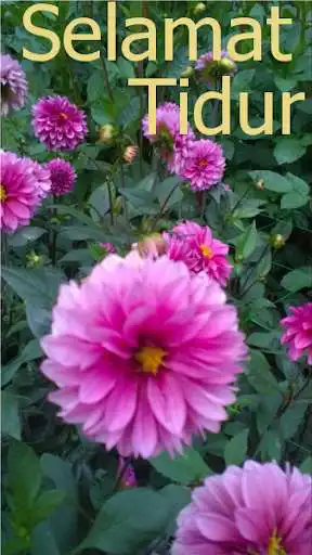 Play Selamat malam! as an online game Selamat malam! with UptoPlay