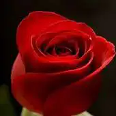 Free play online Send Rose Love Quotes APK