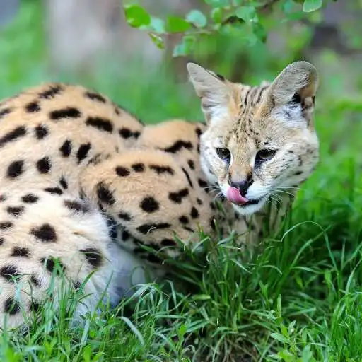Play Serval Wallpaper APK