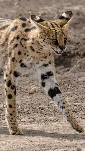 Play Serval Wallpaper and enjoy Serval Wallpaper with UptoPlay Play Serval Wallpaper and enjoy Serval Wallpaper with UptoPlay