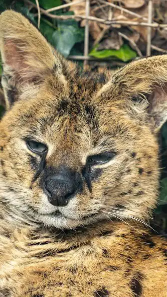 Play Serval Wallpaper as an online game online Serval Wallpaper with UptoPlay Play Serval Wallpaper as an online game Serval Wallpaper with UptoPlay