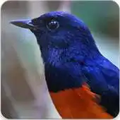 Free play online Shama Bird Sounds APK Free play online Shama Bird Sounds APK