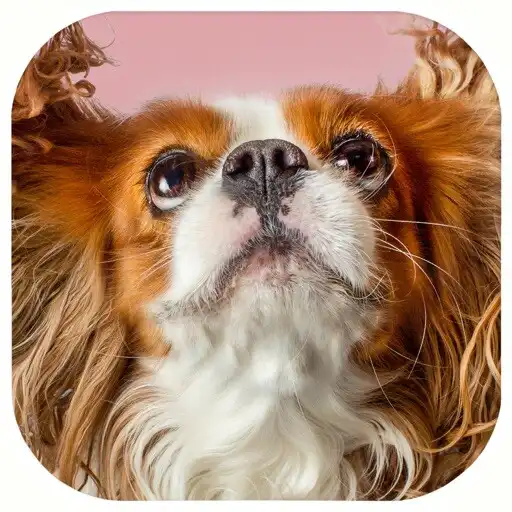 Play ShareJoy AR APK