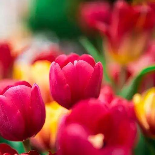 Run free android online Share Photos - Daily Wallpaper APK