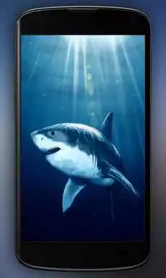Play Shark Attack Live Wallpaper