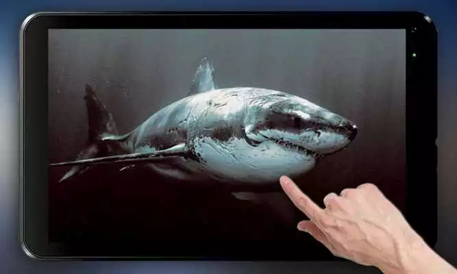 Play Shark Attack Live Wallpaper