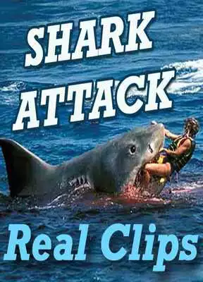 Play SHARK Attack Videos - Live Real Time Funny Clips Play SHARK Attack Videos - Live Real Time Funny Clips