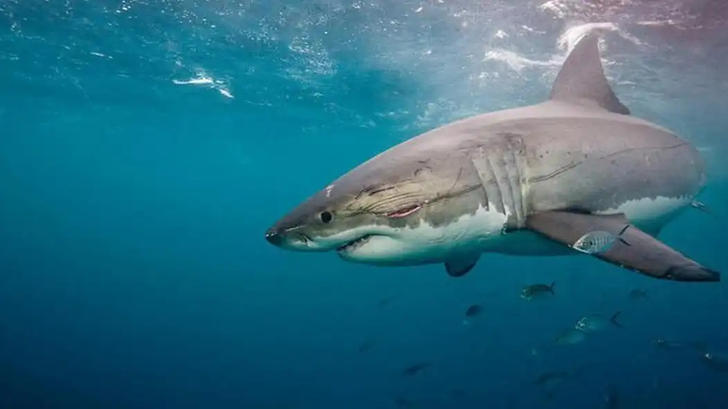 Play Shark Evolution Survival Games as an online game Shark Evolution Survival Games with UptoPlay