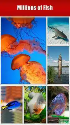 Play Sharks and Fish