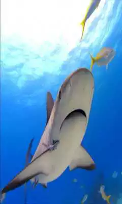 Play Sharks HD