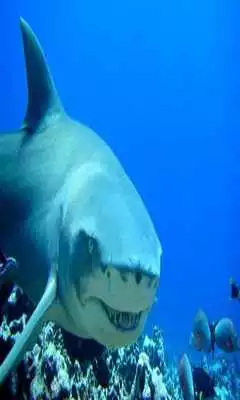 Play Sharks HD