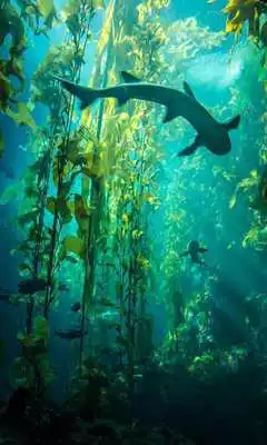 Play Sharks HD